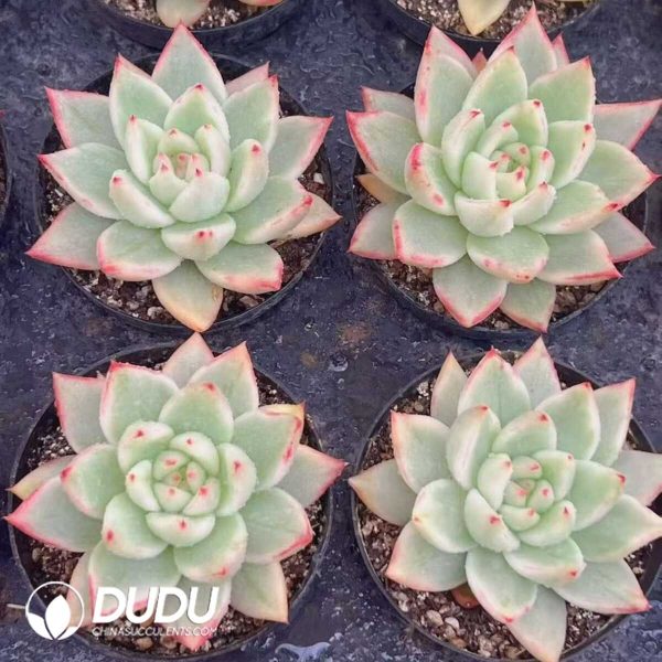 Echeveria Sakura Maria Variegated - Image 2