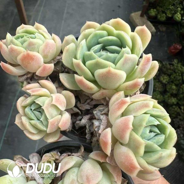 Echeveria Berry Clustering - Image 2