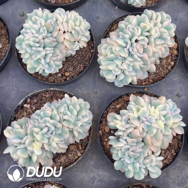 Echeveria Exotic White Marginata Variegated Cristata - Image 2