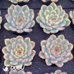 Echeveria Lotus Yeollow Variegated - Image 2