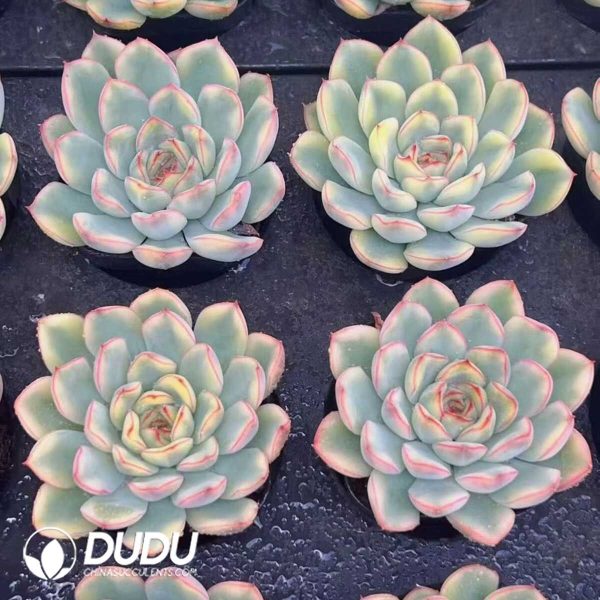 e202-262.jpg Echeveria Lotus Yeollow Variegated - Image 2