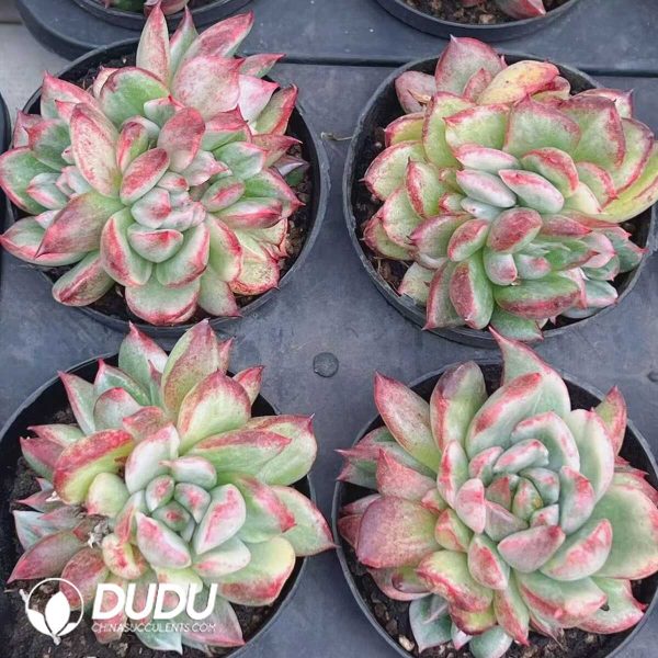 Echeveria King Maria Variegated (Single-headed with cub) - Image 2