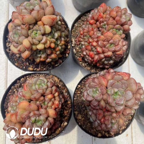 e202-265.jpg Graptopetalum Grape Clustering - Image 2