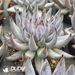 Echeveria Big Devil's Claw - Image 2