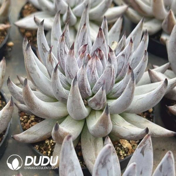 Echeveria Big Devil's Claw - Image 2