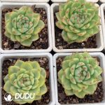 Echeveria Purple Jade Jenny Variegated - Image 2