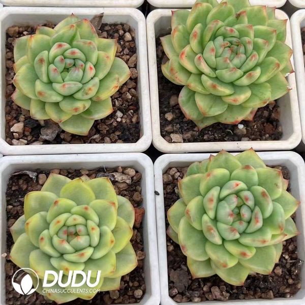 Echeveria Purple Jade Jenny Variegated - Image 2