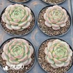 Echeveria Kadoli - Image 2