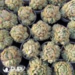 Echeveria Queen Maria Clustering - Image 2