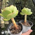 Echeveria Peach Pride - Image 2