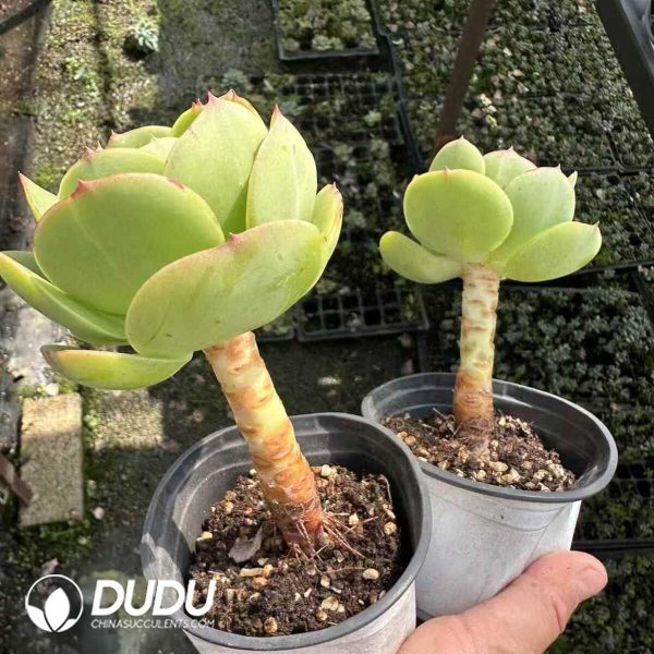 Echeveria Peach Pride - Image 2