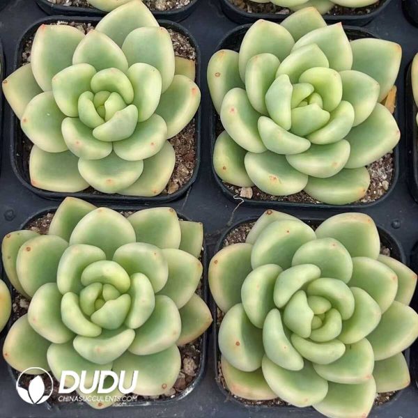 Echeveria Agavoides scaphophylla Marginata Variegated - Image 2