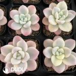 Graptopetalum Miul White Marginata Variegated - Image 2