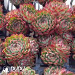 Echeveria Cherry Honey 3–4 Heads Clustering - Image 2