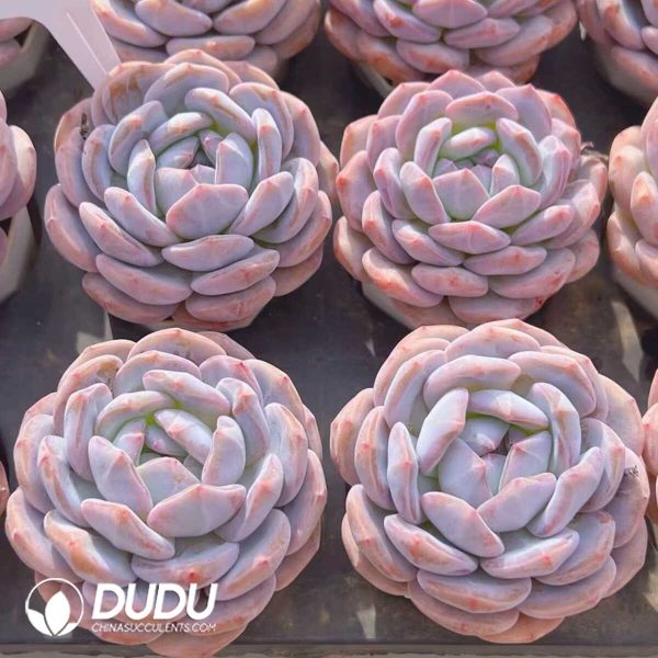 Echeveria Tina - Image 2