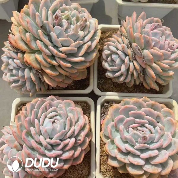 Echeveria Mother Plant Orange Monroe Variegated Single Head With Pup - Image 2