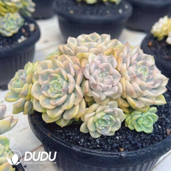 e202-279.jpg Echeveria Little Bell Variegated Clustering - Image 2