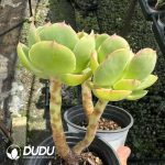 Echeveria Peach Pride Double Head - Image 2