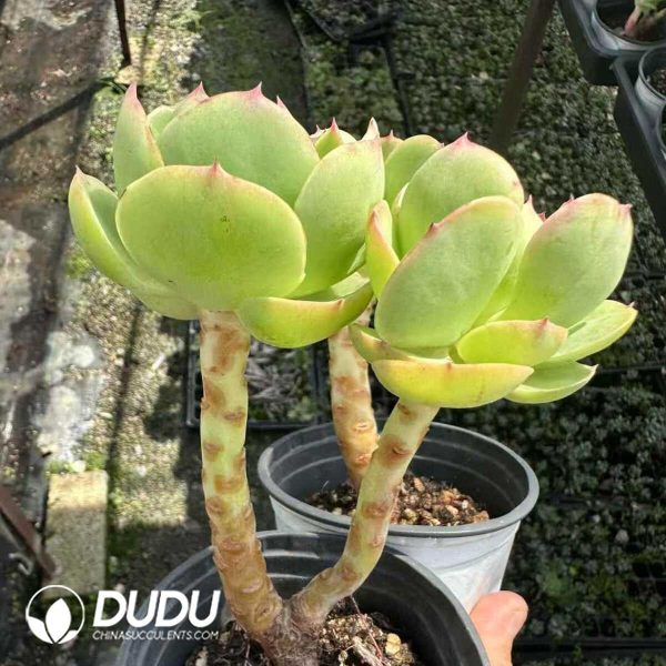 Echeveria Peach Pride Double Head - Image 2