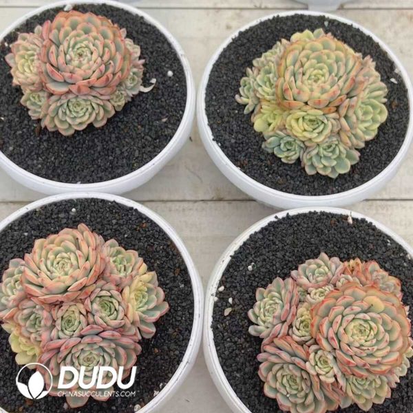 e202-281.jpg Echeveria Minima Variegated Clustering - Image 2