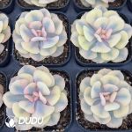 Echeveria Exotic White Marginata Variegated - Image 2
