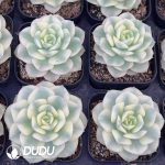Echeveria Premium Nicoxana Variegated - Image 2
