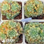 Echeveria Golden Ivory Clustering - Image 2