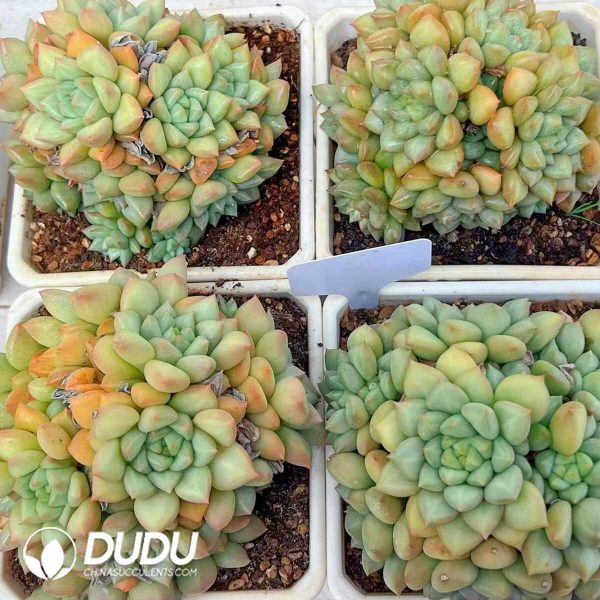 Echeveria Golden Ivory Clustering - Image 2