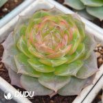Echeveria Glazed Calyx - Image 2