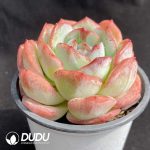 Echeveria pulidonis Monstrose - Image 2