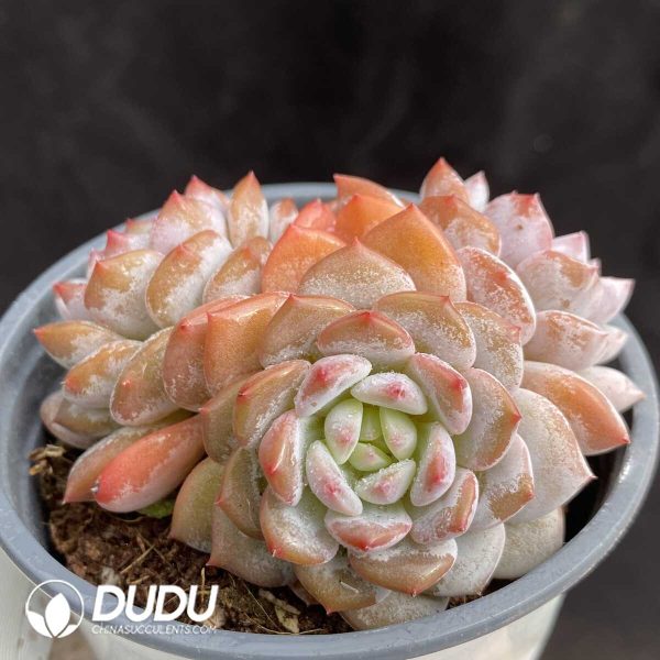 Echeveria Star Orange Clustering - Image 2