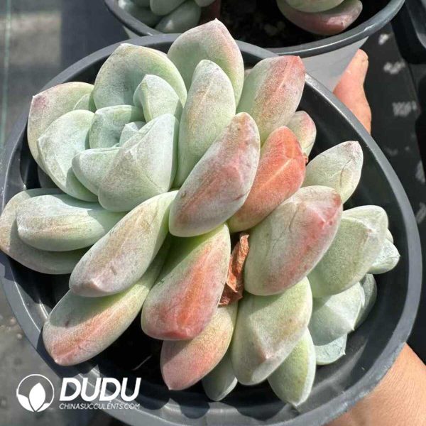 Echeveria  Ice Green Double Head - Image 2