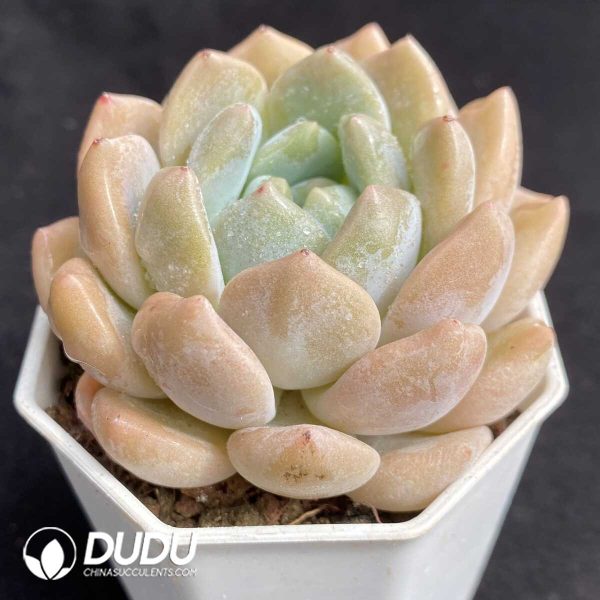 e202-292.jpg Echeveria Miss Sweetheart - Image 2