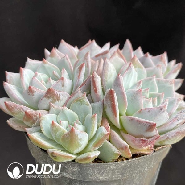 Echeveria Pink Bluebird Clustering - Image 2