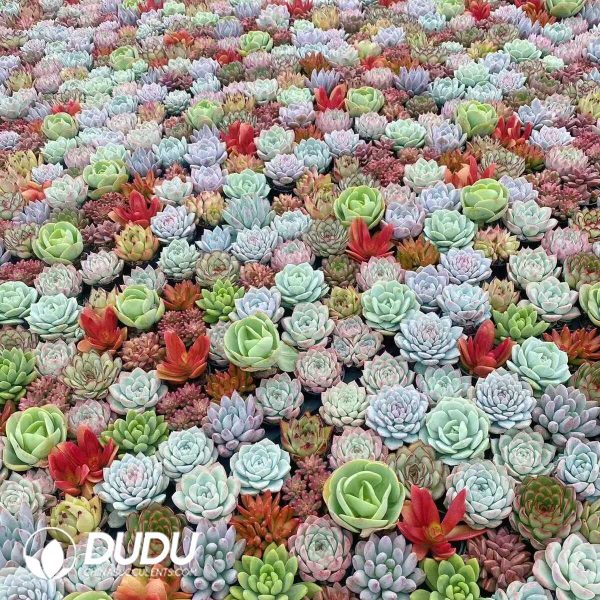 Echeveria 55mm Mix 54pcs - Image 2