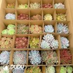 Echeveria 90mm Mix 35pcs - Image 2