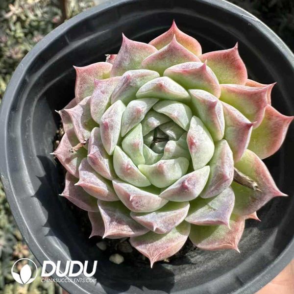 Echeveria  Poseidon - Image 2