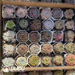 Echeveria 70mm Random Mix 54pcs - Image 2