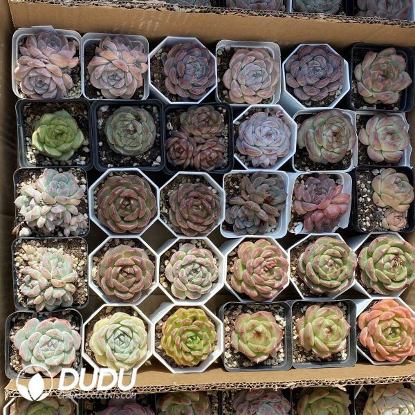 Echeveria 70mm Random Mix 54pcs - Image 2