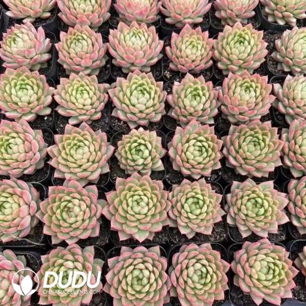 e202-303.jpg Echeveria Lime - Image 2