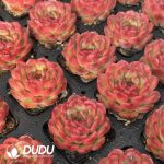 Echeveria Rose Garden - Image 2