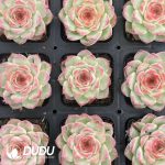 Echeveria Wangjiao Rose - Image 2