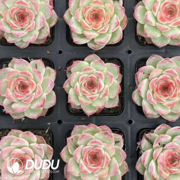 e202-305.jpg Echeveria Wangjiao Rose - Image 2