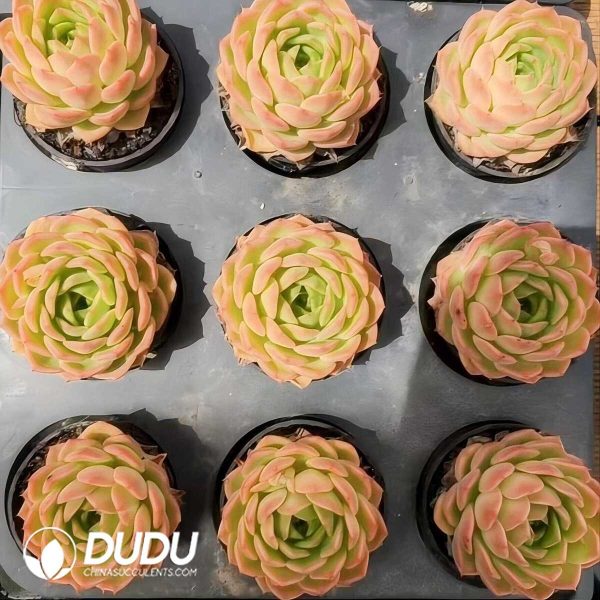 e202-306.jpg Echeveria Orange Soda - Image 2