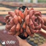 Echeveria Q Orange - Image 2