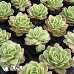 Echeveria Ice Rose Variegated - Image 2