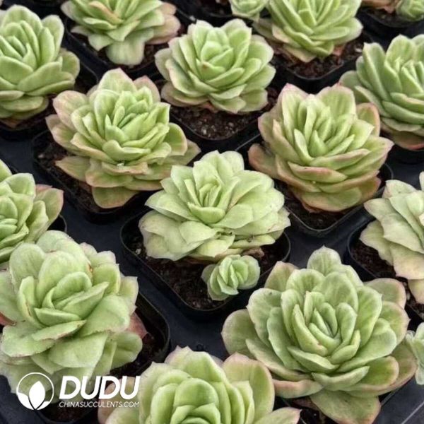 e202-309.jpg Echeveria Ice Rose Variegated - Image 2