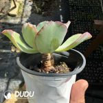 Echeveria Bohemia - Image 2