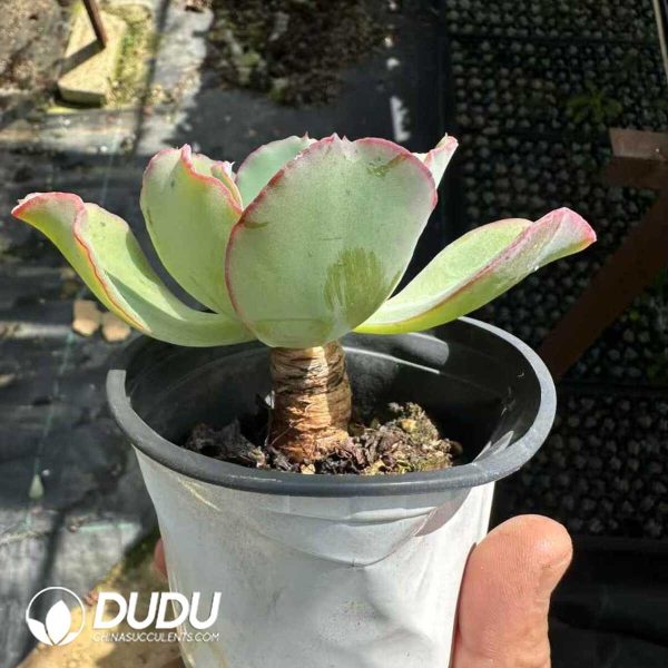 Echeveria Bohemia - Image 2