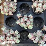 Sedum Cherry Blossom Rolly Clustering - Image 2